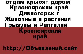 отдам крысят даром - Красноярский край, Дивногорск г. Животные и растения » Грызуны и Рептилии   . Красноярский край